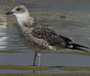 1cy fuscus in August, ringed in Finland. (81365 bytes)